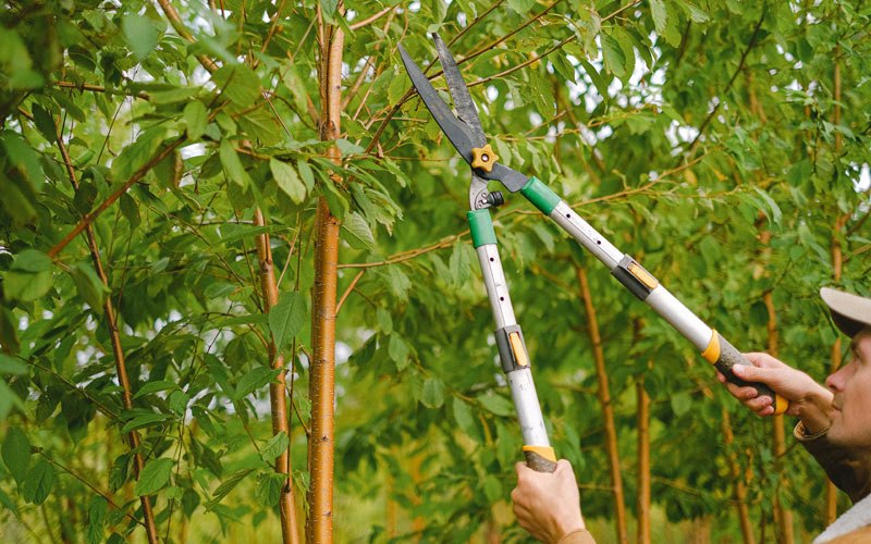 Tree trimming in Catawba, WI
